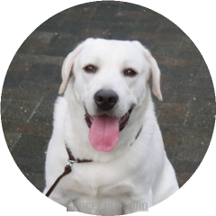 チャールズ 英国100 血統 グレイスフルランド ラブラドールレトリバーといっしょに暮らそう 子犬の分譲販売 交配 ブリーダー チャールズ 英国100 血統 グレイスフルランド ラブラドールレトリバーといっしょに暮らそう 子犬の分譲販売 交配 ブリーダー